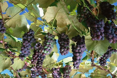 网红吃瓜葡萄视频大全