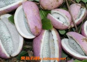 云南昭通网红吃八月瓜,八月瓜的独特美味之旅