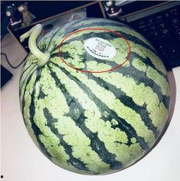 网红吃团队瓜,趣味横生！