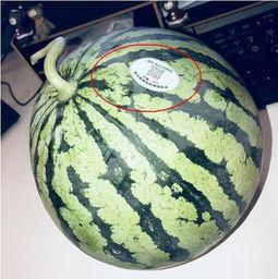 韩国网红吃瓜,揭秘娱乐圈幕后故事