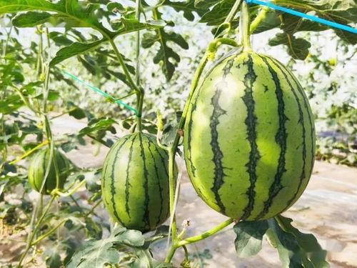 尔晴吃瓜爆料情况,娱乐圈幕后真相大揭秘