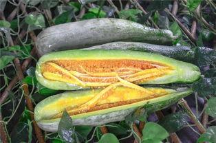 小网红吃瓜,揭秘娱乐圈幕后真相